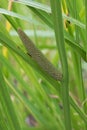 Sweet flag Acorus calamus, flower in close-up